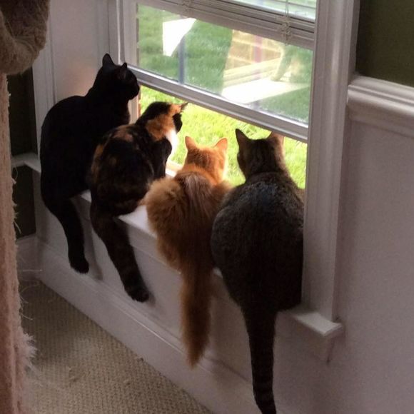 Meet your Posher, Shery - Picture 1 of 1